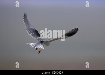 Black-winged kite Elanus caeruleus juvenile Wakkestroom Südafrika Stockfoto