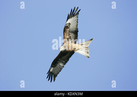 Mivus milvus Rotmilan im Flug bei Gigrin Farm kite Feststoffeintrag Rhayader Powys Wales Stockfoto