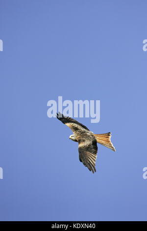 Mivus milvus Rotmilan im Flug bei Gigrin Farm kite Feststoffeintrag Rhayader Powys Wales Stockfoto