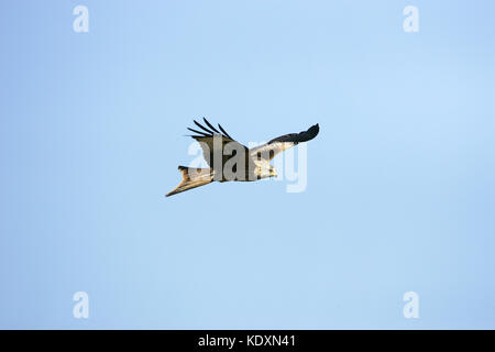 Mivus milvus Rotmilan im Flug bei Gigrin Farm kite Feststoffeintrag Rhayader Powys Wales Stockfoto