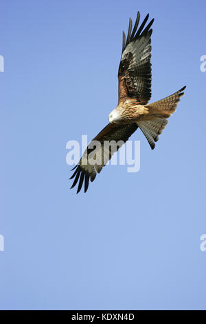 Mivus milvus Rotmilan im Flug bei Gigrin Farm kite Feststoffeintrag Rhayader Powys Wales Stockfoto