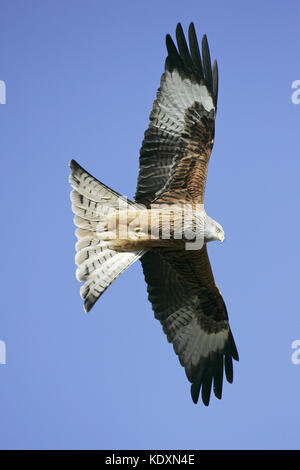 Mivus milvus Rotmilan im Flug bei Gigrin Farm kite Feststoffeintrag Rhayader Powys Wales Stockfoto