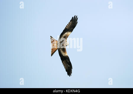 Mivus milvus Rotmilan im Flug bei Gigrin Farm kite Feststoffeintrag Rhayader Powys Wales Stockfoto