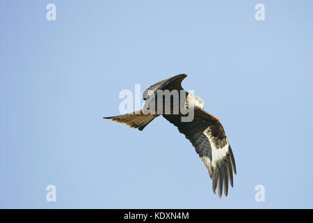 Mivus milvus Rotmilan im Flug bei Gigrin Farm kite Feststoffeintrag Rhayader Powys Wales Stockfoto