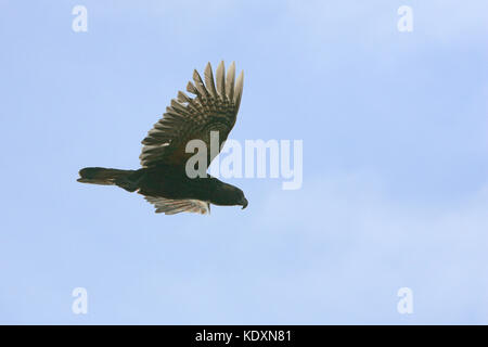 Kaka Nestor meridionalis eine endemische Papageien im Flug Stewart Island Neuseeland Stockfoto