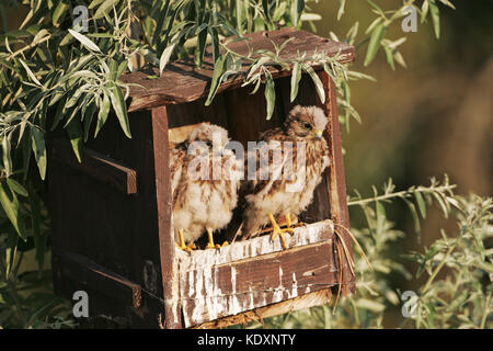 Turmfalke Falco tinnunculus Küken in Nest in der Nähe von tiszaalpar Ungarn Stockfoto