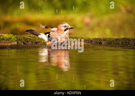 Eurasischen Eichelhäher Garrulus glandarius Baden in Trinkwasser Pool in der Nähe von tiszaalpar Südliche Tiefebene in Ungarn Stockfoto