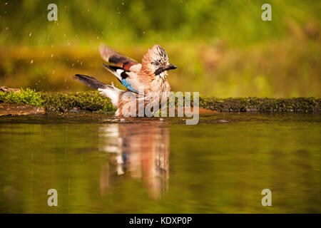 Eurasischen Eichelhäher Garrulus glandarius Baden in Trinkwasser Pool in der Nähe von tiszaalpar Südliche Tiefebene in Ungarn Stockfoto