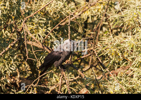 Western dohle Corvus monedula in Phillyrea angustifolia in der Nähe von Nationalpark Kiskunsag Tiszaalpar Südliche Tiefebene Ungarn gehockt Stockfoto