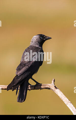 Western dohle Corvus monedula in der Nähe von Nationalpark Kiskunsag Tiszaalpar südliche Tiefebene in Ungarn Stockfoto