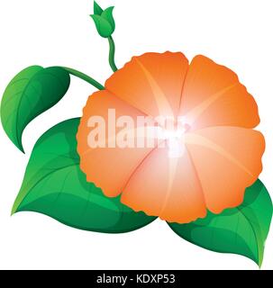 Morning glory Blume in orange Farbe Abbildung: Stock Vektor