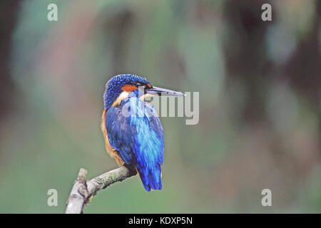 Gemeinsame Eisvogel Alcedo athis Fluss Avon Hampshire England Stockfoto