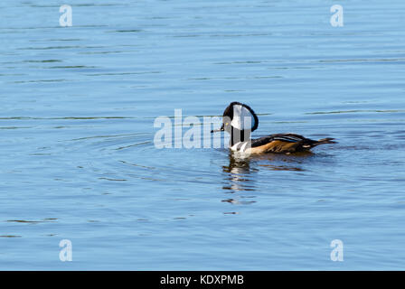 Ein großer weißer Fleck auf dem Schwarzen crested Kopf der erwachsenen männlichen Hooded Merganser (Lophodytes cucullatus) macht dieses kleine tauchen Ente leicht zu identifizieren. Es schwimmt unter Wasser kleine Fische und andere Beute zu fangen. Die wasservogelabkommens Feeds allgemein in Süßwasser Teichen, kleinen Seen und bewaldeten Flüsse. Stockfoto