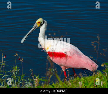 Der Rosalöffler (Platalea ajaja) ist eine sehr bunte Vogel watet durch seine langen und flachen Löffel erkannt-förmige Rechnung, und rosa und weißen Federn mit roten Highlights auf seine Flügel, Beine und die Iris seiner Augen. Sie ernähren sich von kleinen Fischen und Krebstieren durch ihre breite Rechnungen von Seite zu Seite bewegen, während das Waten im seichten Wasser. In den USA, löffelreiher sind häufig in einigen Küstengebieten von Florida, Texas und Louisiana gesehen. Die Jäger suchten ihre rosa Gefieder für Damen Hüte in den 1800er Jahren, aber diese schönen Vögel überlebt nach einem geschützten Arten in den 1940er Jahren. Stockfoto