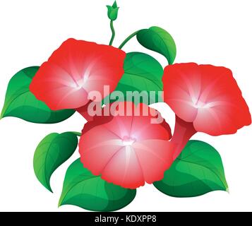 Morning glory Blume in Rot Abbildung: Stock Vektor