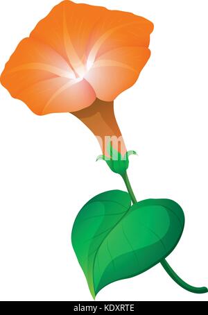 Morning glory Blume in orange Farbe Abbildung: Stock Vektor