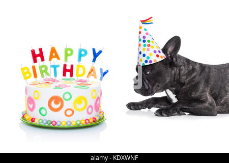 Französische Bulldogge Hund hungrig für einen herzlichen Glückwunsch zum Geburtstag Kuchen mit Kerzen, tragen, Partei, Hut, auf weißem Hintergrund Stockfoto