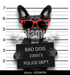 Lustige nette französische Bulldogge Holding ein Plakat, während ein mugshot genommen wird, Knochen im Mund und schuldig, das Tragen der roten Sonnenbrille Stockfoto