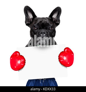 Hund als Boxing Trainer mit Goldmedaille tragen große rote Boxhandschuhe Holding ein weißes leeres Plakat oder Banner Stockfoto