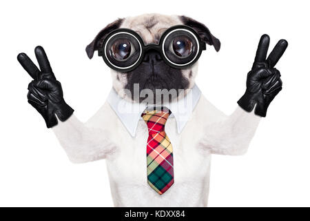 Dumb crazy Mops Hund mit nerd Brille als Büro business Arbeiter mit Bleistift im Mund, der Friede und das Victory Zeichen mit dem Finger, auf Pfingstmontag isoliert Stockfoto