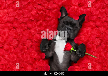 Französische Bulldogge Hund liegend im Bett voll der roten rose Blumenblätter als Hintergrund, in Liebe am Valentines Tag und schlafen Stockfoto