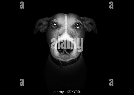 Jack Russell Terrier Hund auf schwarzen dunklen Hintergrund an sie frontal suchen, isoliert Stockfoto
