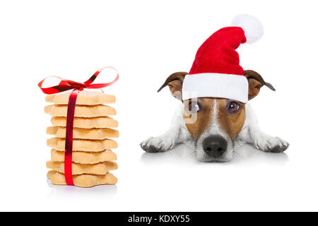 Jack Russell Hund warten und Betteln für weihnachtliche Köstlichkeiten oder Cookies als vorhanden oder als Geschenk, das Tragen von Santa Hut, auf weißem Hintergrund Stockfoto