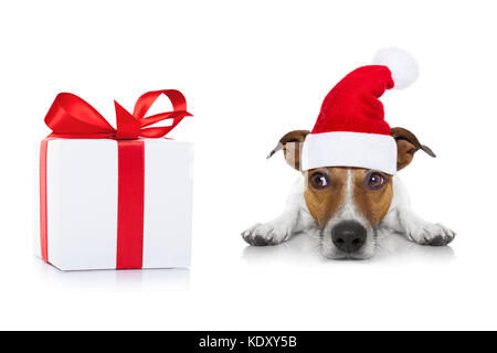 Jack Russell Hund warten und Betteln für weihnachtliche Köstlichkeiten oder Cookies als vorhanden oder als Geschenk, das Tragen von Santa Hut, auf weißem Hintergrund Stockfoto