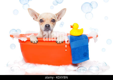 Chihuahua Hund in einer Badewanne nicht so darüber amüsiert, mit gelbem Kunststoff Ente, Handtuch, in Schaumstoff überzogen, auf weißem Hintergrund Stockfoto