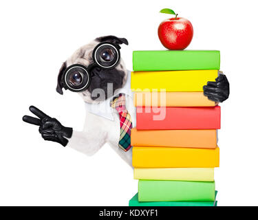 Mops Hund hinter einem Stapel Bücher sehr clever, smart, aber mit stummen nerd Brille, auf weißem Hintergrund Stockfoto