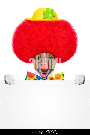 Clown Hund mit Rot Perücke und Hut mit einem Banner Stockfoto