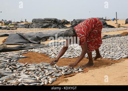 Frau beim auslegen frischer Fisch zum Trocknen in der Sonne - Negombo Fish Market - Sri Lanka Stockfoto