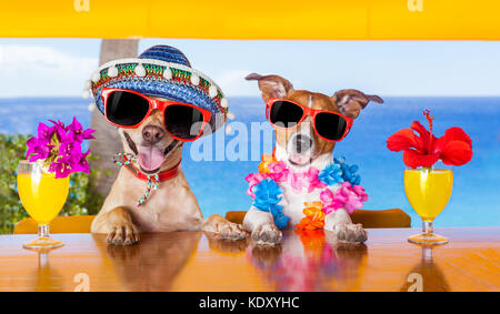 Zwei lustige Hunde trinken Cocktails an der Bar in einem Beach Club Party mit Blick auf den Ozean Stockfoto