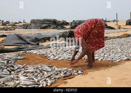 Frau beim auslegen frischer Fisch zum Trocknen in der Sonne - Negombo Fish Market - Sri Lanka Stockfoto