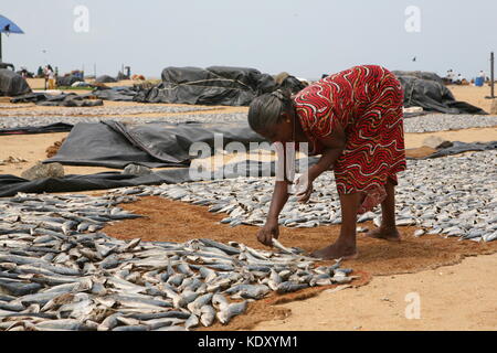 Frau beim auslegen frischer Fisch zum Trocknen in der Sonne - Negombo Fish Market - Sri Lanka Stockfoto