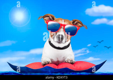 Hund auf einer Matratze Stockfoto