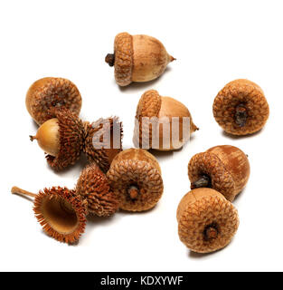 Herbst getrocknete Eiche Eicheln auf weißem Hintergrund Stockfoto