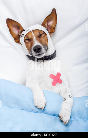 Kranken Hund mit Bandagen liegend auf Bett Stockfoto