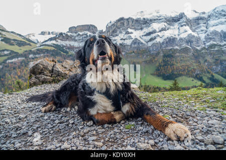 Berner Sennenhund in der Schweiz Stockfoto