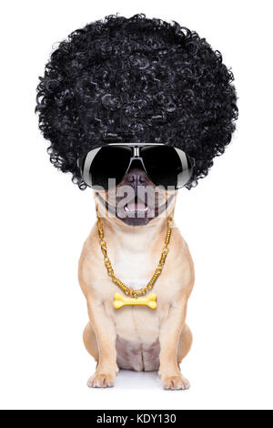 Gangster cool afro Hund Witz goldene Kette und Sonnenbrille, auf weißem Hintergrund Stockfoto