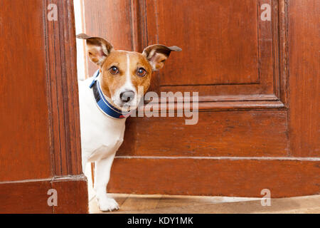 Jack Russell Terrier Hund an der Tür zu Hause beobachten das Haus Stockfoto