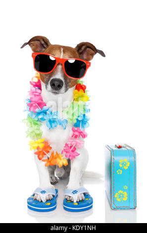 lustiger Hund hawaiian Lei und Sonnenbrillen Stockfoto