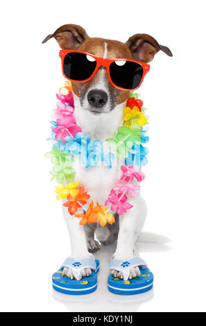 lustiger Hund hawaiian Lei und Sonnenbrillen Stockfoto