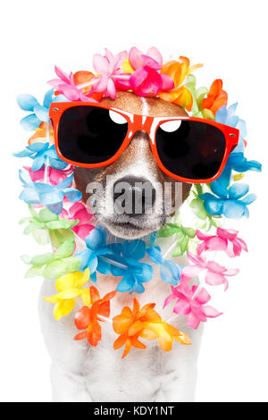 lustiger Hund hawaiian Lei und Sonnenbrillen Stockfoto