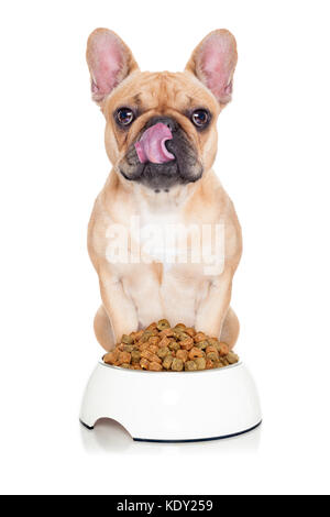 Fawn hungrig Französische Bulldogge Hund bereit, Dinner oder Lunch zu essen, hinter Futternapf. Zunge heraus, auf weißem Hintergrund Stockfoto