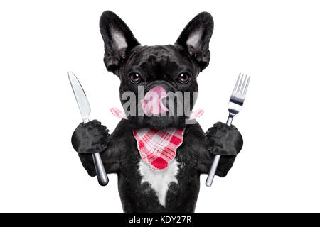 Hungrig französische Bulldogge Hund mit Geschirr oder Besteck bereit, Dinner oder Lunch zu essen, die Zunge heraus, auf weißem Hintergrund Stockfoto