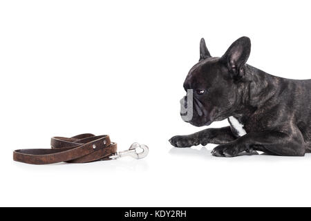 Französische Bulldogge Hund warten und betteln um ein Spaziergang mit dem Besitzer zu gehen, Sitzen oder Liegen auf dem Boden, leder Leine auf dem Boden Stockfoto