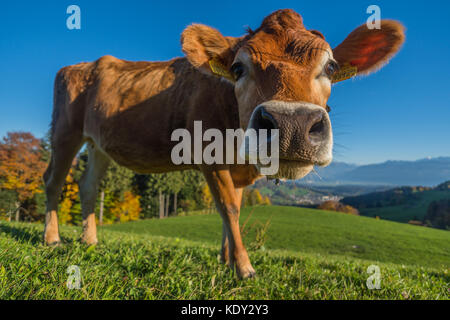 Kuh in den Schweizer Alpen Stockfoto