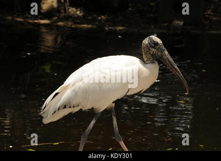 Holz Stork häufig in Florida gesehen (mycteria americana) Stockfoto