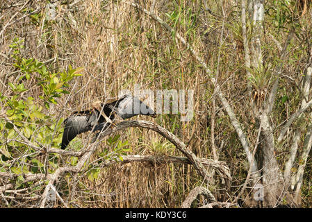 Anhinga in dichter Vegetation verborgen Stockfoto